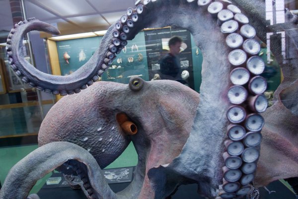Kraken 20at