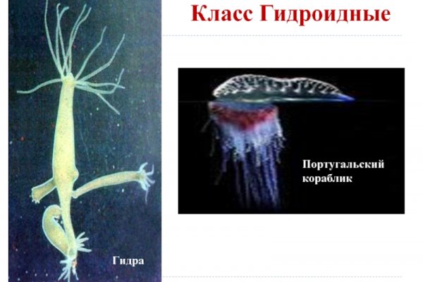 Кракен актуальная ссылка kraken torion net