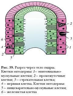 Mega market ссылка